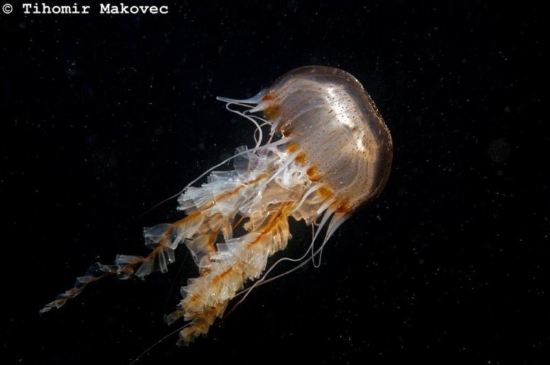 The compass jellyfish (Chrysaora hysoscella) is a very common species in the coastal waters of the Atlantic and Mediterranean. (c) Tihomir Makovic