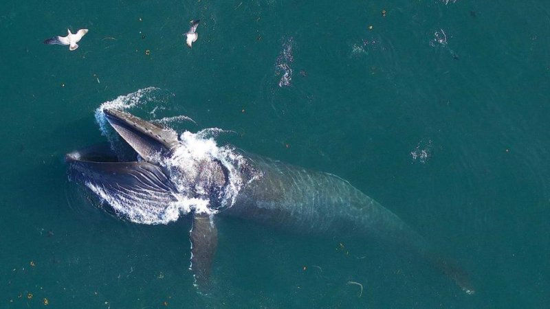 A humpback whale feeds in waters off Vancouver.
(c) John Durban (NOAA)/Holly Fearnbach (SR3)/Lance Barrett-Lennard (Coastal Ocean Research Institute)