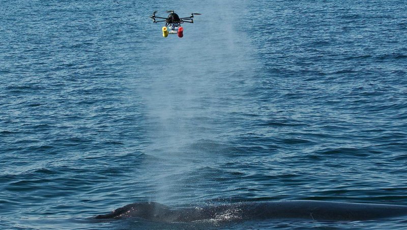 The drone hovers for a few seconds in the whale