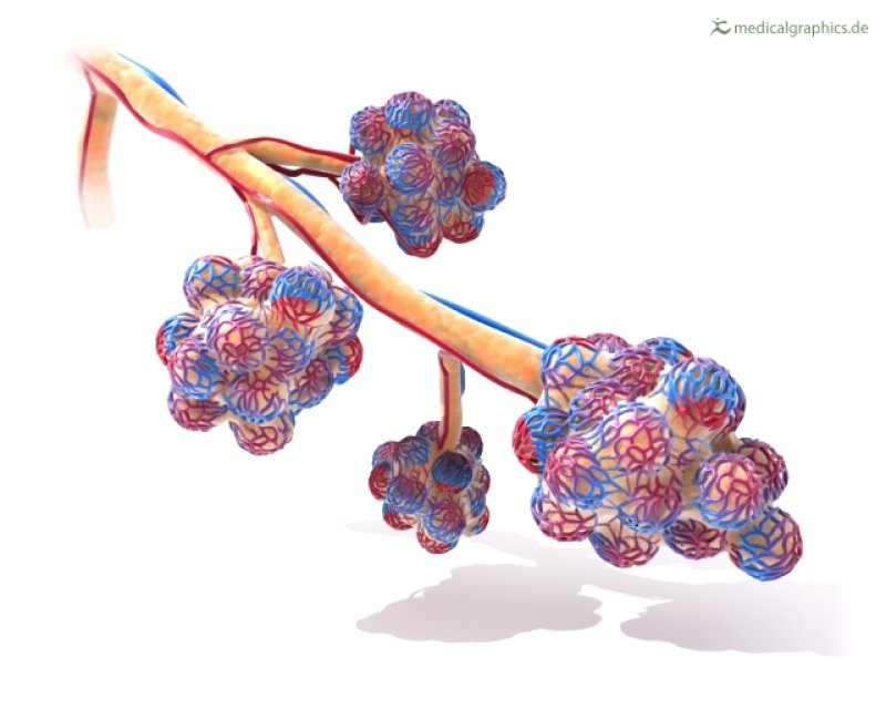 Alveoli
(c) medicalgraphics.de