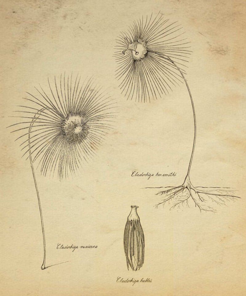 Kelly Lance (MBARI) created this image in the style of illustrations made during the Challenger Expedition in the late 1870s. The new species are Cladorhiza kensmithi (upper right), Cladorhiza hubbsi (fragment; bottom), and Cladorhiza mexicana.
(c) Kelly Lance, 2017 MBARI