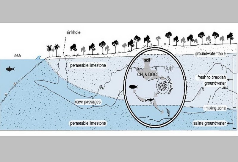 Summary of findings from the Ox Bel Ha Cave System