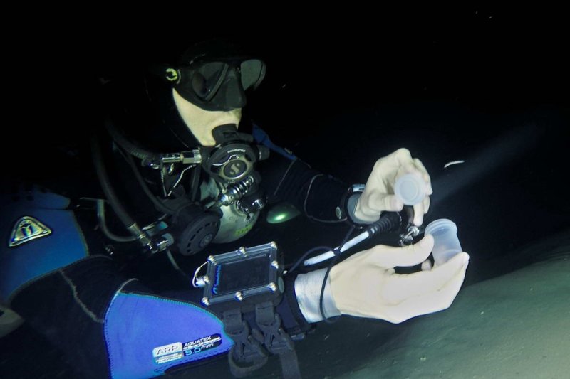 Diver (David Brankovits) collecting cave-adapted animals for the study in the Yucatan
(c) Balazs Lerner