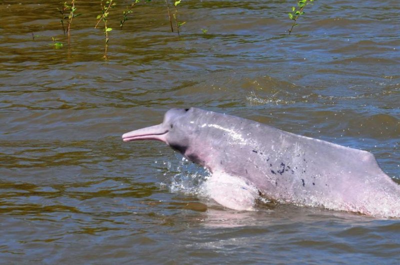 Amazon river dolphin (Inia geoffrensis)
(c) Federico Mosquera/Fundación Omacha