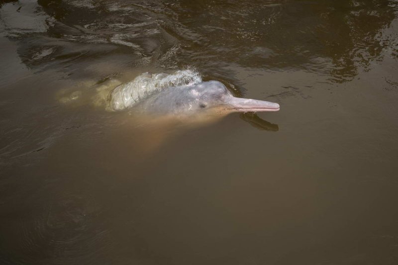 Amazon river dolphin (Inia geoffrensis)
(c) WWF