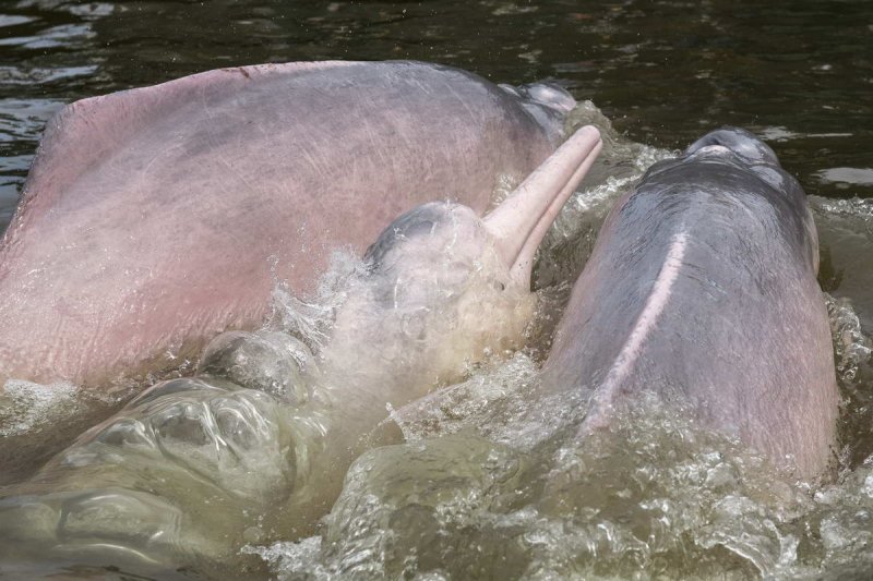 Amazon river dolphin (Inia geoffrensis)
(c) WWF