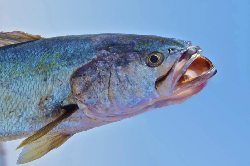 Cynoscion othonopterus