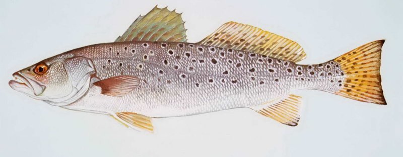 Cynoscion othonopterus