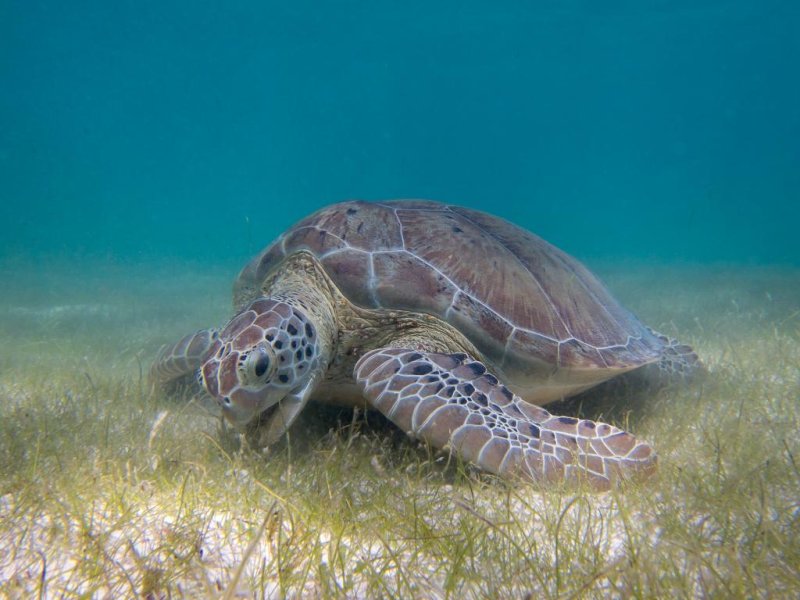 A Green Sea Turtle grazing seagrass (c) P.Lindgren (Wikimedia) 