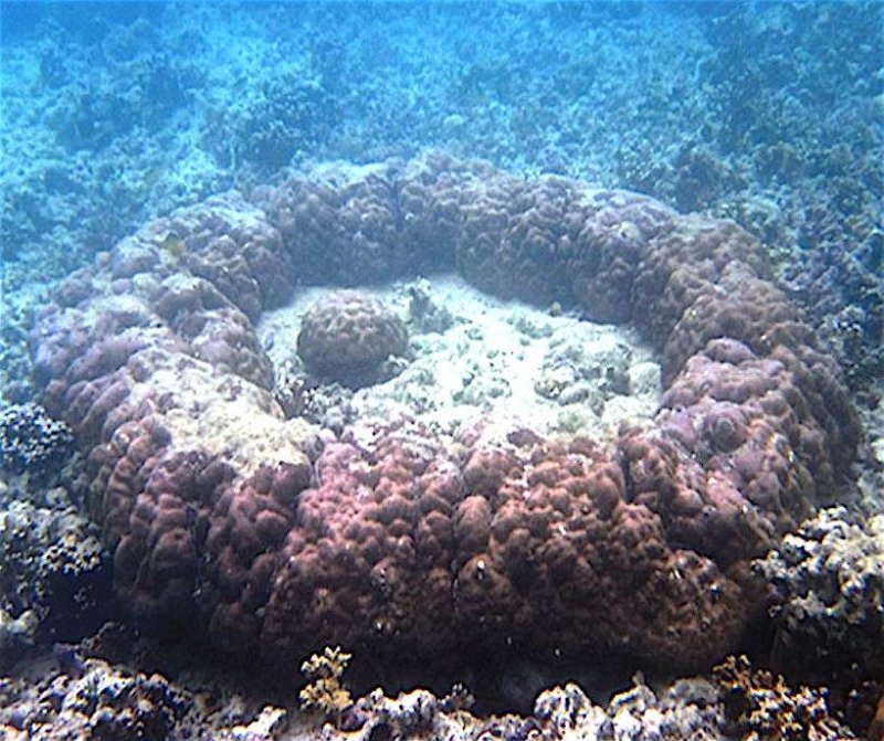 Miniature Atoll (c) R. van Woesik, Y. Golbuu and G. Roff / Wikimedia