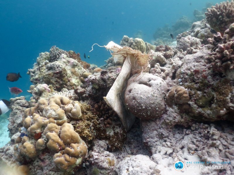 Plastic rice bag attached to a coral colony at Myeik Archipelago, Myanmar. (c) ARC CoE for Coral Reef Studies/ Kathryn Berry