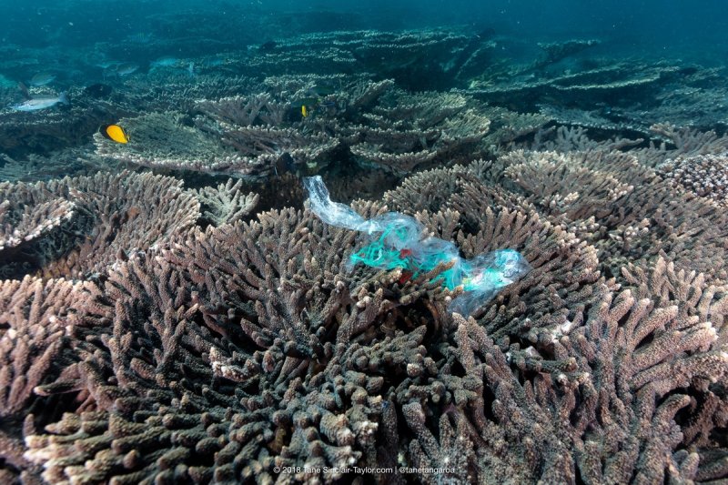 Plastic pollution on a coral reef. (c) Tane Sinclair-Taylor @Tanetangaroa