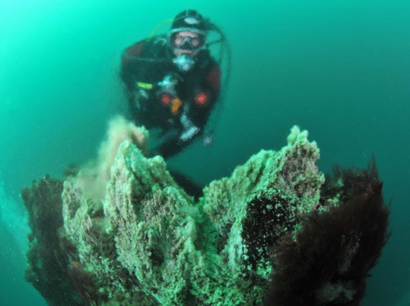 Diving the underwater geyser (c) Sven Gust