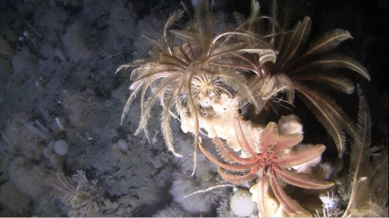 Submarine Image of the Seabed in the Antarctic. © Greenpeace