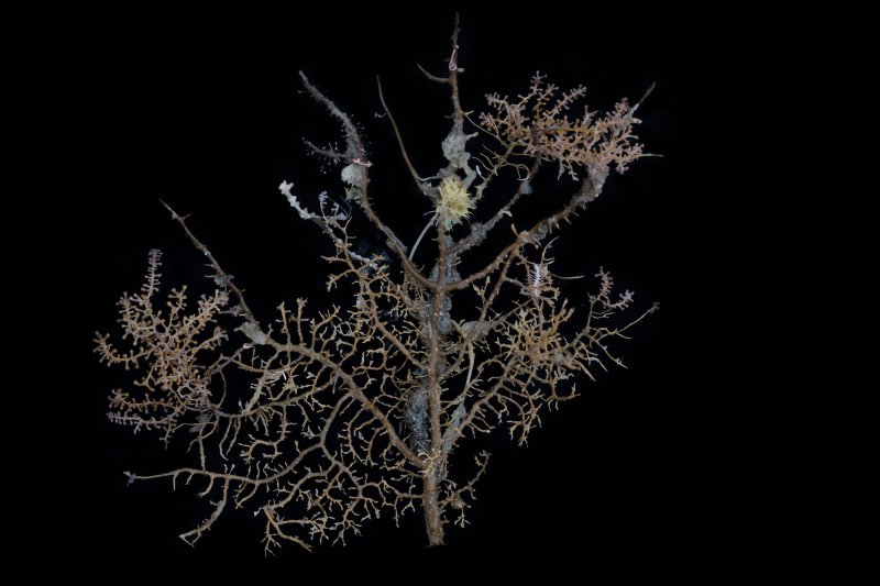 Gorgonian Coral Skeleton in the Antarctic:
An Acanthogorgia gorgonian coral skeleton provides substrate and habitat for many other species including a white Clavularia stoloned octocoral, antarcturid isopods (crustaceans), demosponges hexactinellid glass sponges and tube-dwelling polychaete worms. © Christian Åslund