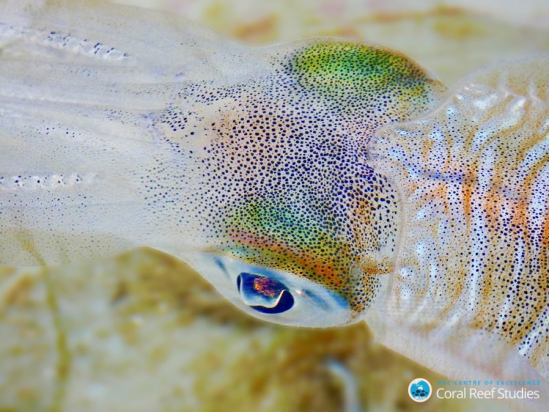 Close up of adult bigfin reef squid, Sepioteuthis lessoniana. (c) Blake Spady