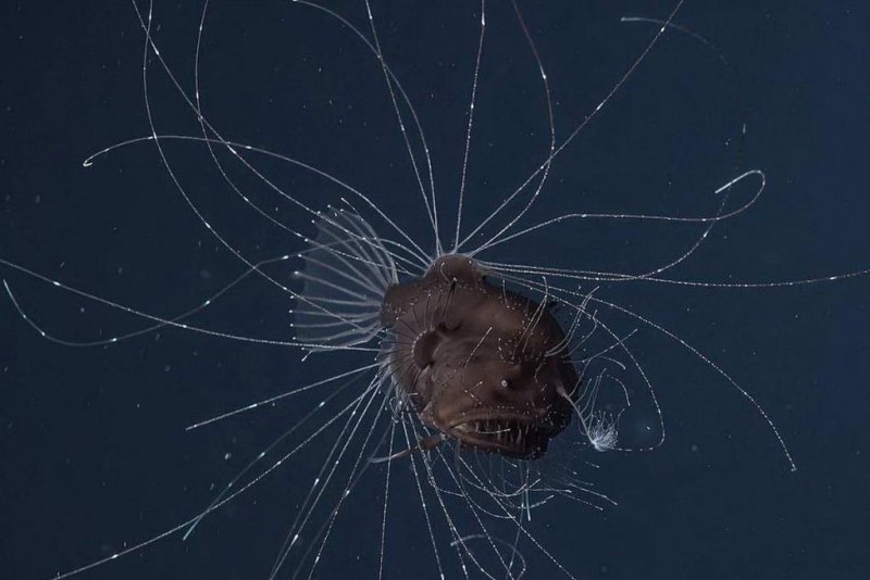 Fanfin monkfish, Photo: © Rebikoff Foundation