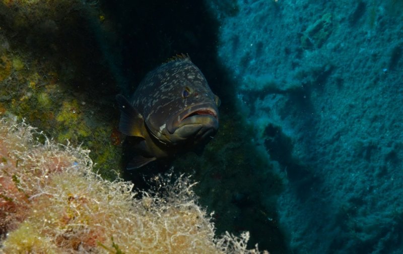 DIving the Zenobia (c) Andreas Wackenrohr