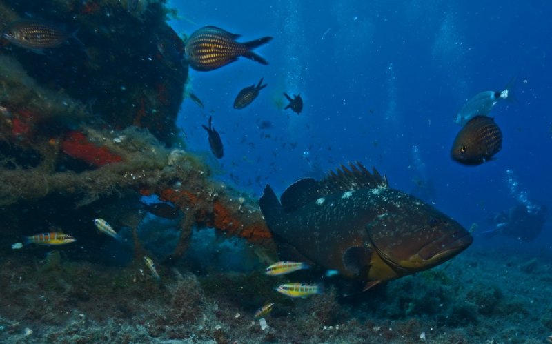 DIving the Zenobia (c) Andreas Wackenrohr
