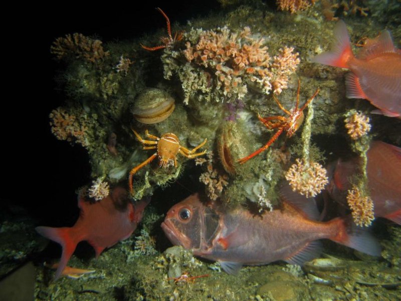 The hard corals Lophelia pertusa and Madrepora oculata on a coral mound off Mauretania. The reefs, built by these hard corals, serve as a habitat for fish, crabs, shells and many other inhabitants. (c) Tomas Lundälv
