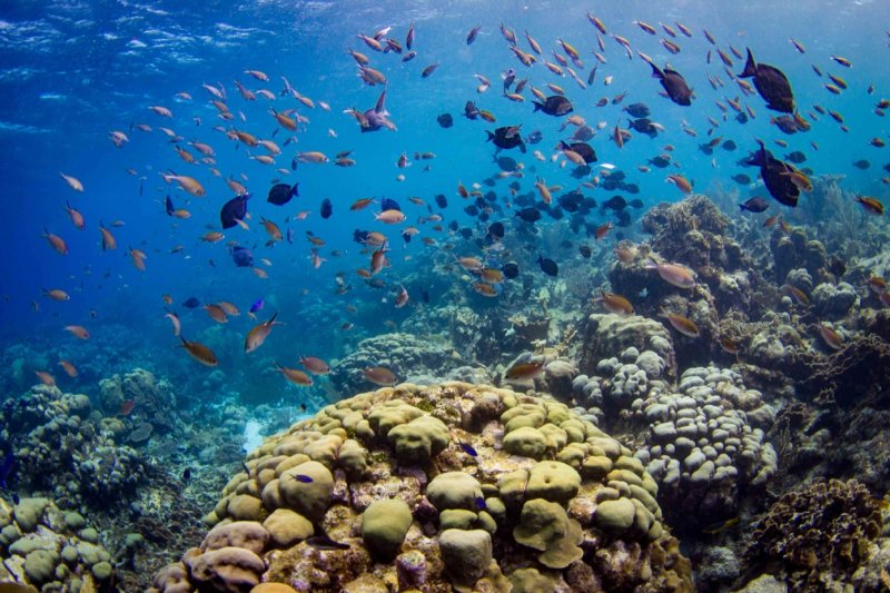 Healthy Reef site on Curaçao by Tom Moore