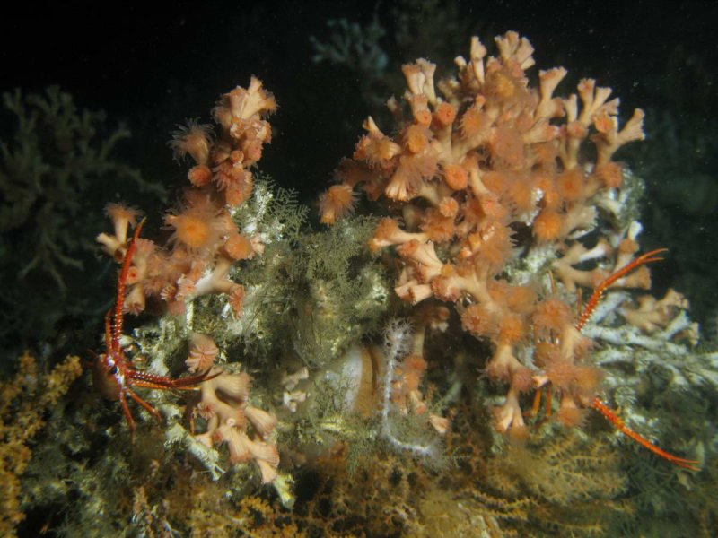 The stone coral Lophelia pertusa in a canyon off the Mauritanian coast, photo (c) Tomas Lundälv