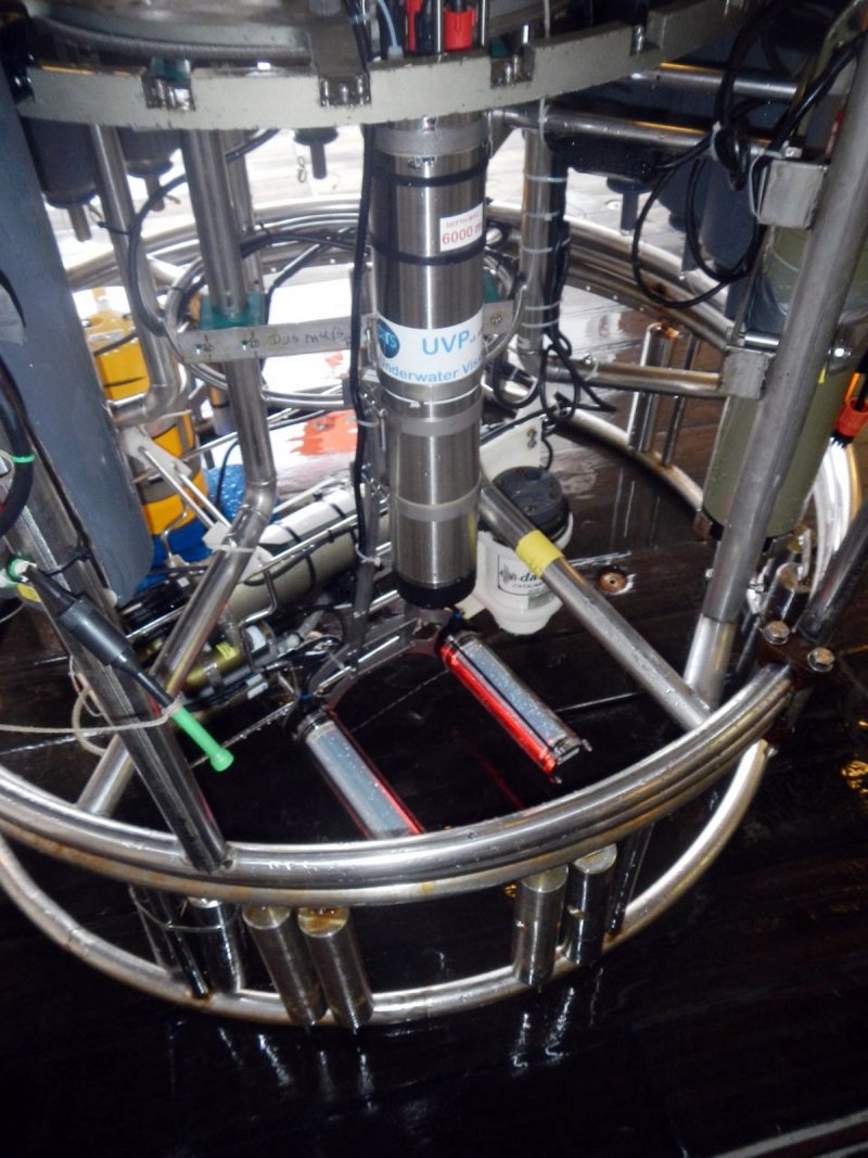 Detail of the EIA as part of a wreath water creator
(c) Rainer Kiko/GEOMAR