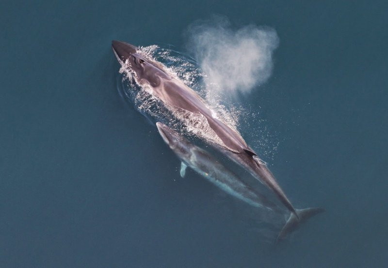 Whaling
(c) NOAA