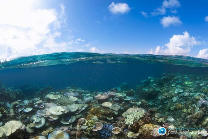 Climate induced coral bleaching events are the greatest threat to coral reefs. As shown here, there is extensive bleaching of hard and soft corals at Moore Reef following sustained heat stress in March 2017 on Great Barrier Reef.
(c) ARC CoE for Coral Reef Studies/ Ciemon Caballes