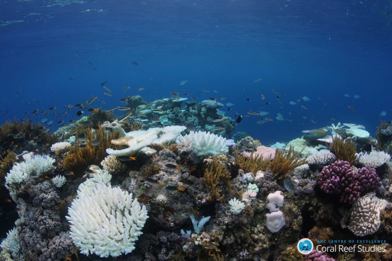 Coral and reef fish species vary in their tolerance to severe heat stress. Here, the ‘winners’ and ‘losers’ of the 2016 mass coral bleaching event at Moore Reef, Great Barrier Reef, March 2017.
(c) ARC CoE for Coral Reef Studies/ Ciemon Caballes