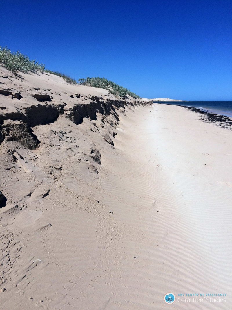 New research confirms that coral reefs limit beach erosion during a tropical cyclone.
(c) ARC CoE for Coral Reef Studies/ Michael Cuttler