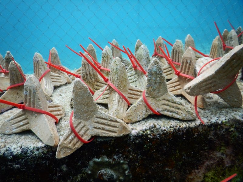 Seeding UNits ready to be outplanted by Kelly Latijnhouwers