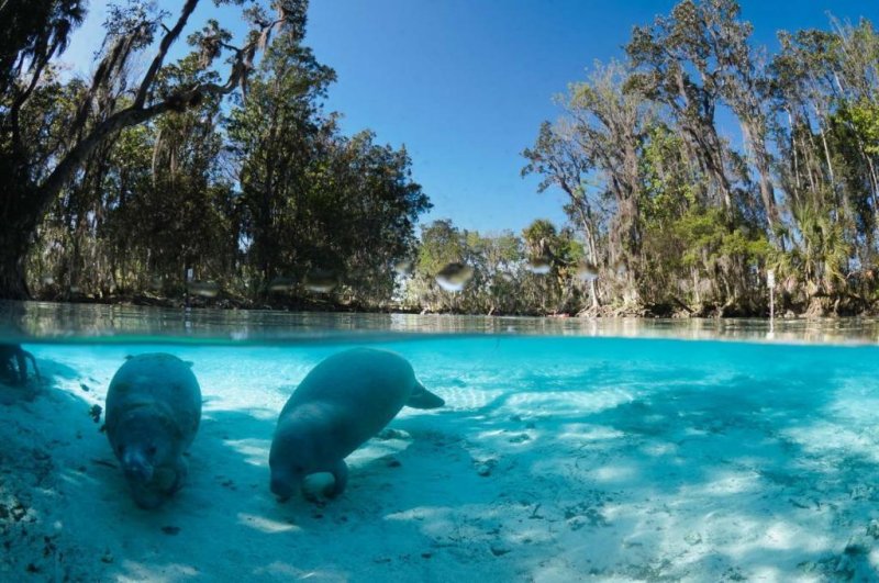 Manatees at Crystal River
(c) Discover Crystal River Florida