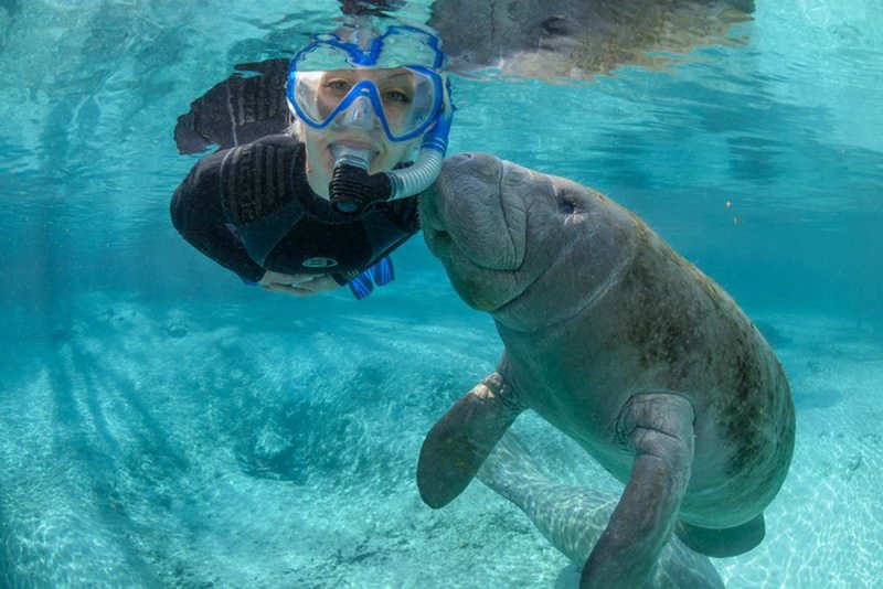 Manatee "playing" with a snorkler
(c) Discover Crystal River Florida