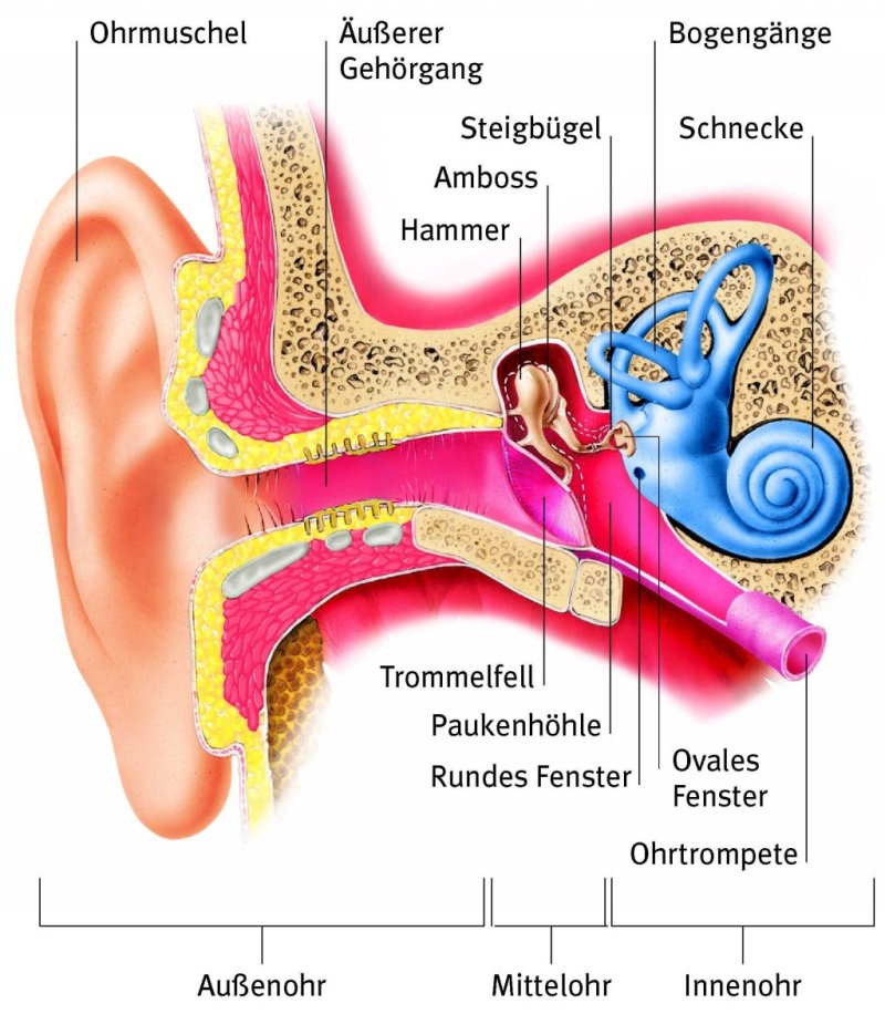 The ear
(c) Archive Taucher.Net