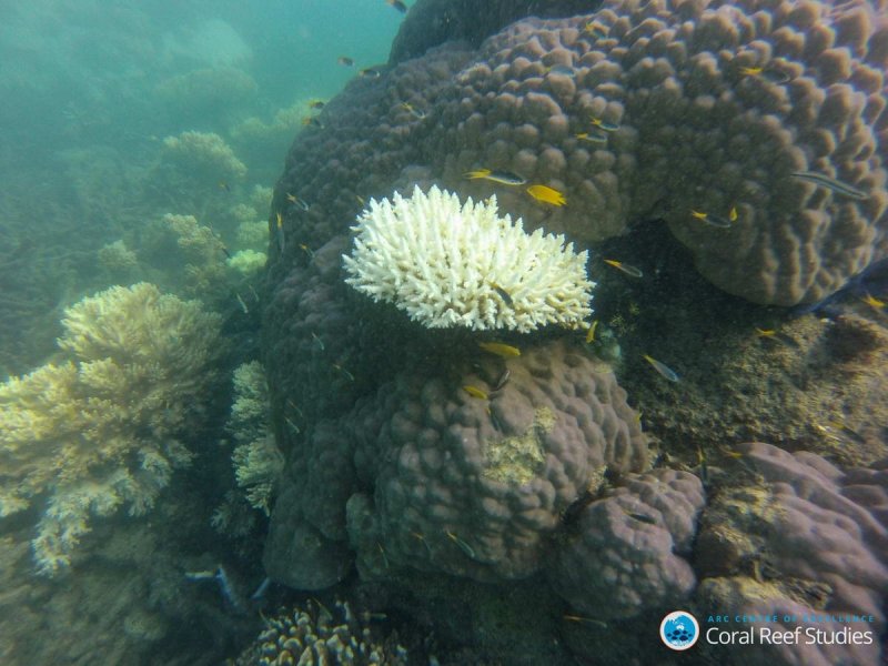 Branching corals and small‐bodied reef fish are often worse affected. Pictured here, a bleached branching acroporid colony with associated reef fish, right next to a healthy (or yet to bleached) Porites col