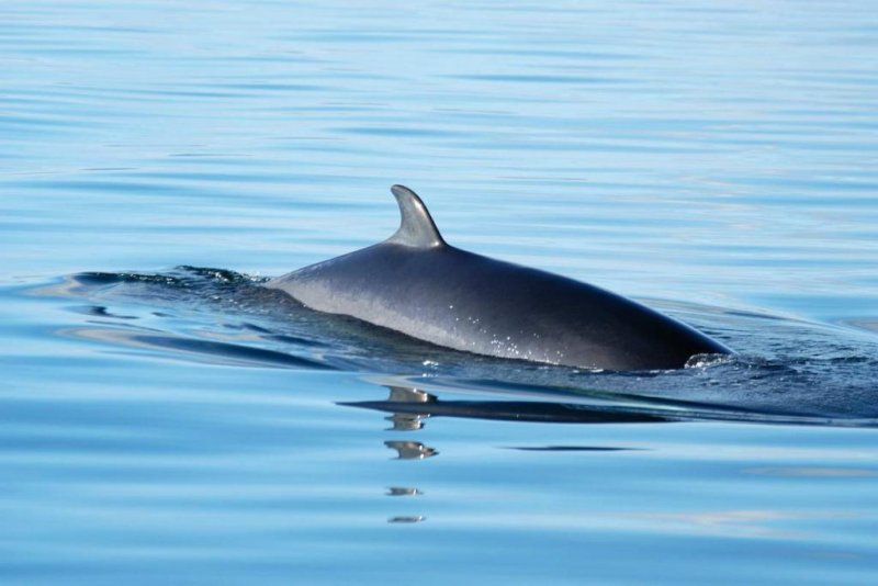 Minke whale
(c) GREMM