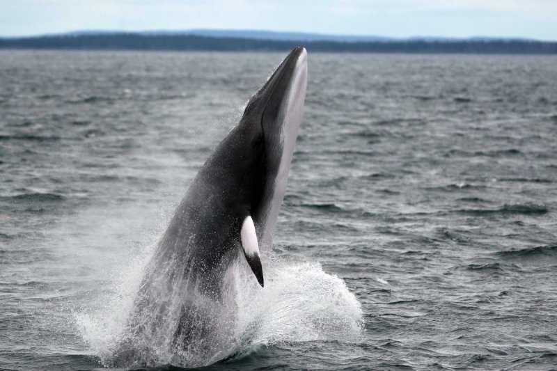 Minke whale
(c) Michael J. Tetley