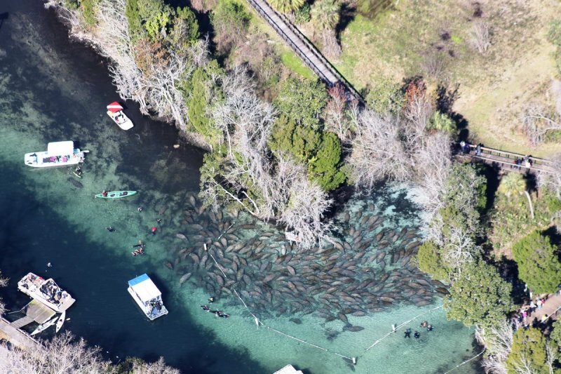 Manatees at Three Sisters Springs
(c) Joyce Kleen / Discover Crystal River Florida