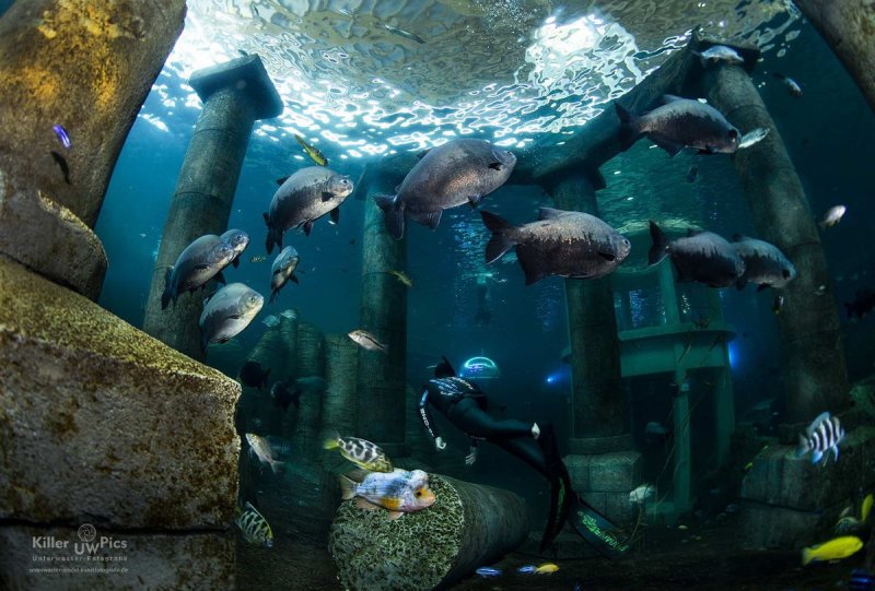 TODI indoor dive centre
(c) Konstantin Killer