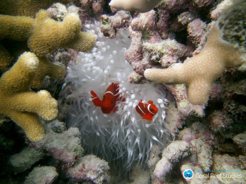 Clown fish at Lizard Island during the 2016 coral
bleaching event on the Great Barrier Reef. (c) ARC CoE for Coral
Reef Studies/ Laura Richardson