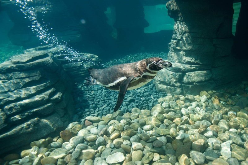 Humboldt penguins in the Ozeaneum Stralsund
(c) Johannes-Maria Schlorke / OZEANEUM Stralsund