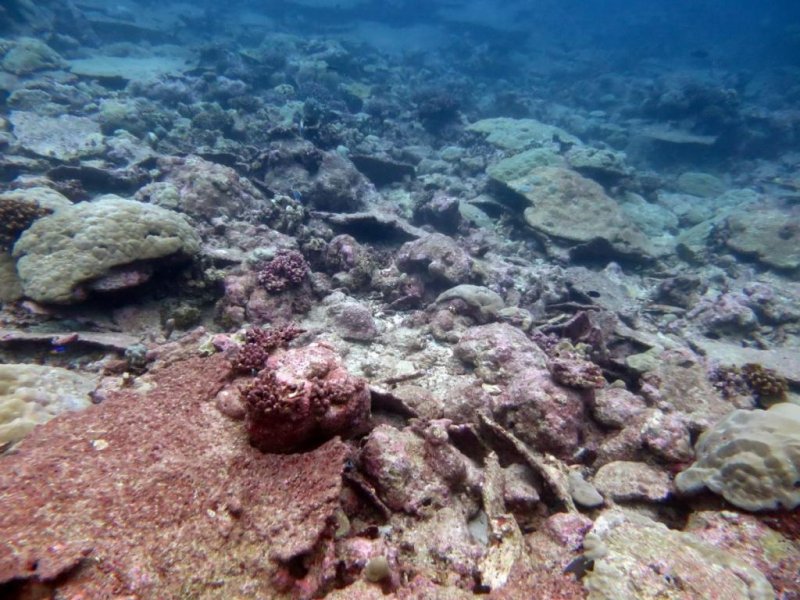 Dead and eroding section of reef in Chagos (Indian Ocean). Image taken after the bleaching event of 2016.
(c) Prof Chris Perry, University of Exete