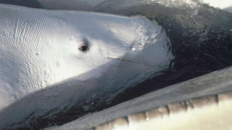 Beluga whales have tiny outer ear openings that are a few inches behind each eye.
(c) Alaska Department of Fish and Game