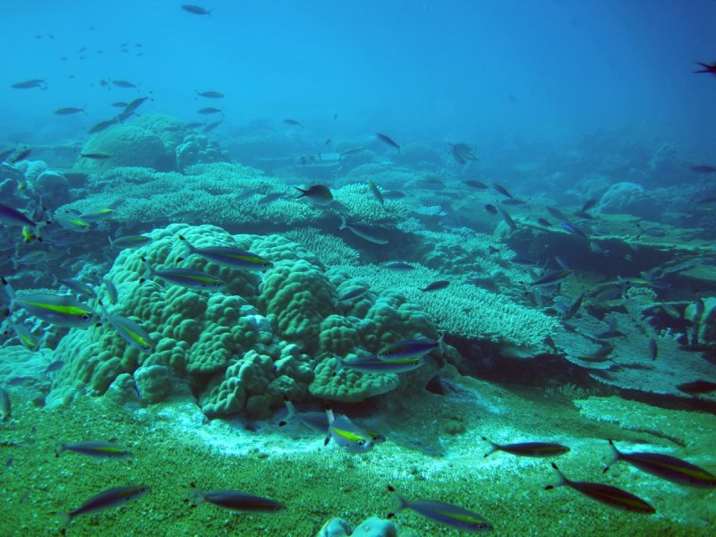 Healthy and actively growing reef with high coral cover on a reef in Chagos (Indian Ocean). Image taken prior to the bleaching event of 2016.
(c) Prof Chris Perry, University of Exeter