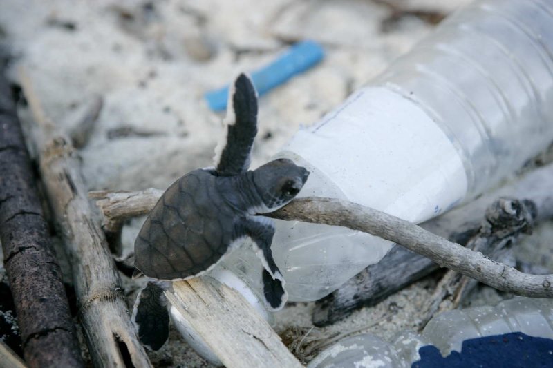 Baby turtles hatch and have to climb over rubbish strewn on the beach.
(c) Brent Stirton / Getty Images