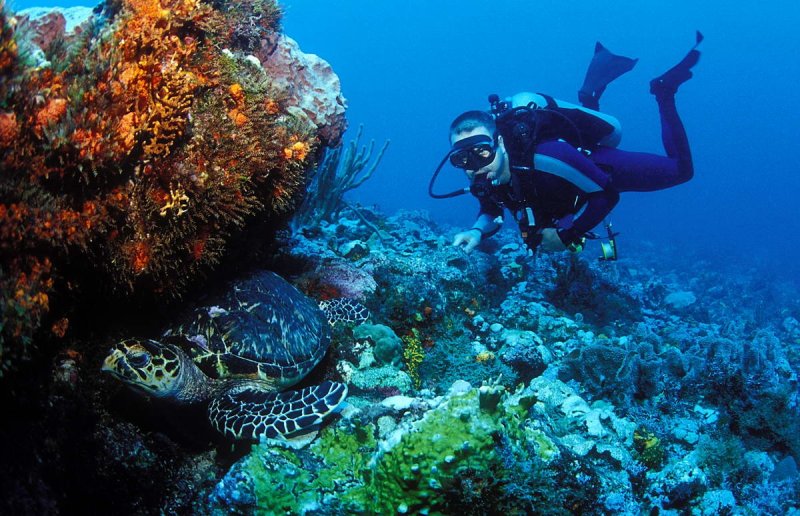 Scuba Diving in Grenada