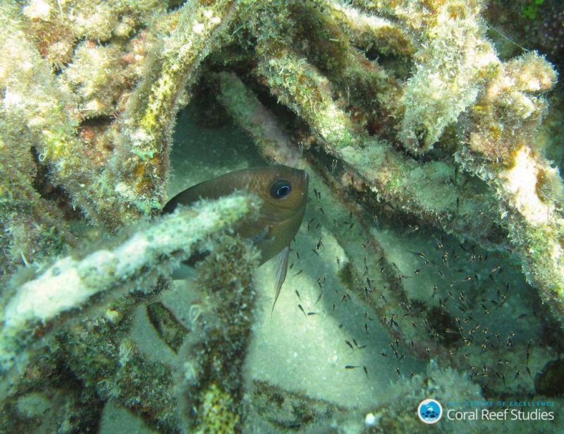 A spiny chromis hiding amongst coral rubble on the Great Barrier Reef.
von ARC CoE (c) Coral Reef Studies/ Jennifer Donelson