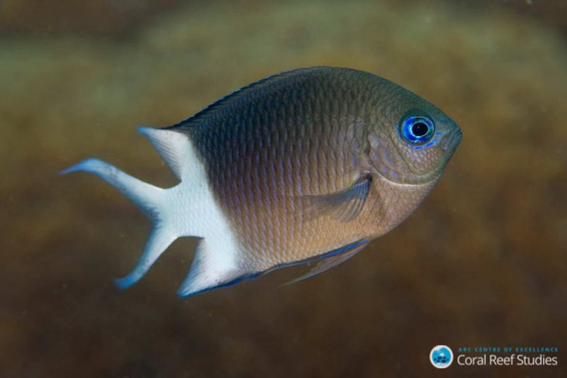 A close up of a spiny chromis (Acanthochromis polyacanthus).
(c) Joao Krajewski