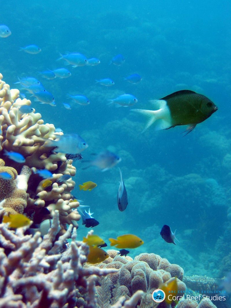 A mature Acanthochromis polyacanthus (spiny chromis) on the Great Barrier Reef.
von ARC CoE (c) Coral Reef Studies/ Mark McCormick